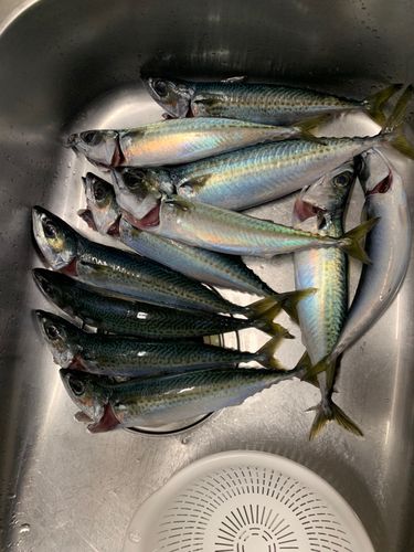 ゴマサバの釣果