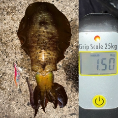 アオリイカの釣果