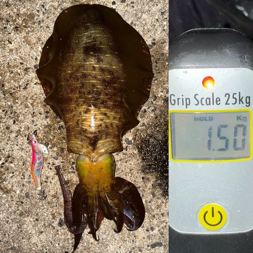 アオリイカの釣果