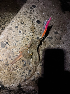 タコの釣果