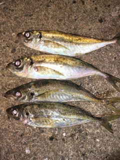 アジの釣果
