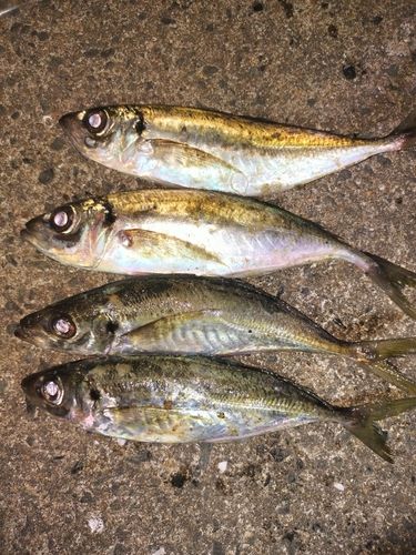 アジの釣果