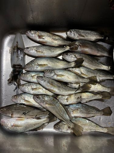 イシモチの釣果