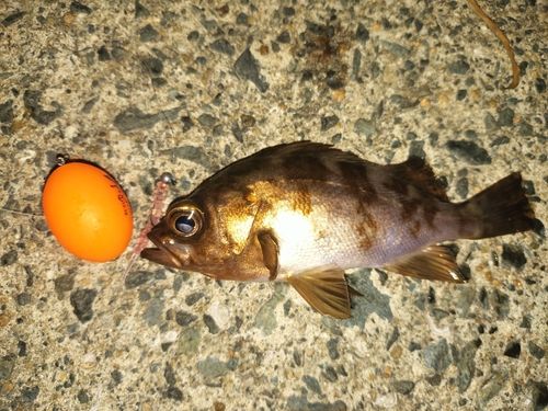 メバルの釣果