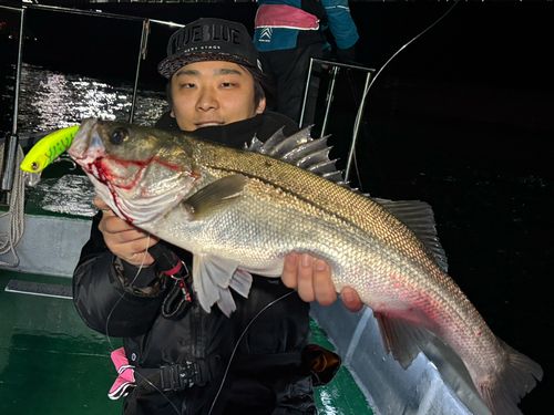 シーバスの釣果