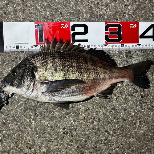 クロダイの釣果