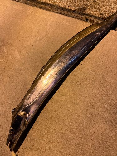 タチウオの釣果