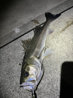 シーバスの釣果