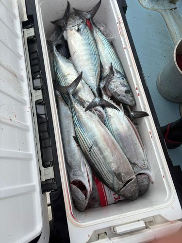 ハガツオの釣果