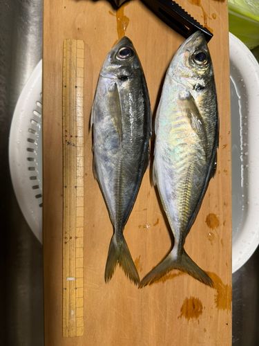 アジの釣果
