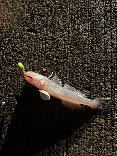 ハゼの釣果