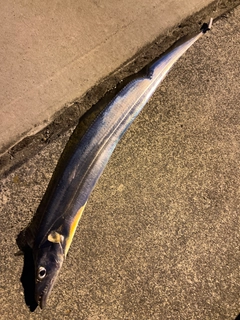 タチウオの釣果