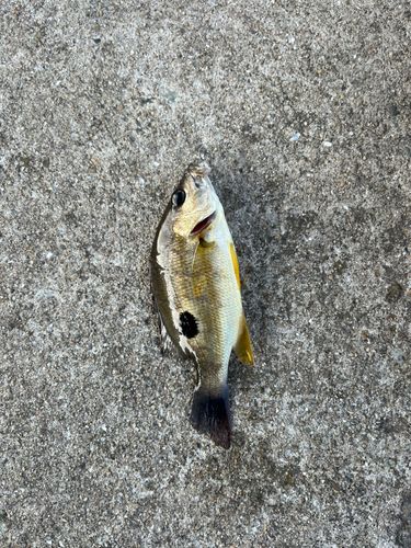 クロホシフエダイの釣果