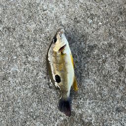 クロホシフエダイ