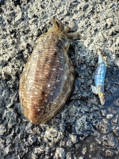 コウイカの釣果