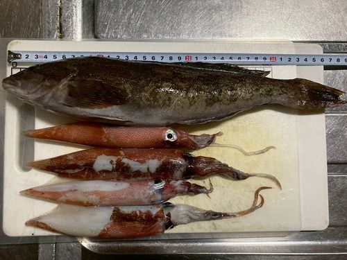 ヤリイカの釣果