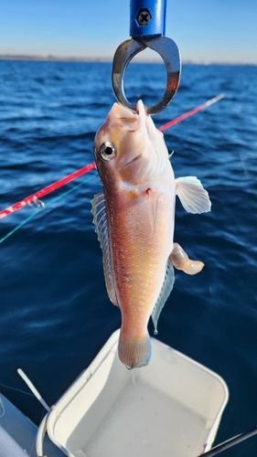 シロアマダイの釣果