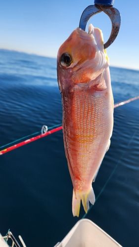 アマダイの釣果