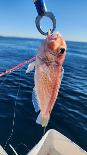 アマダイの釣果