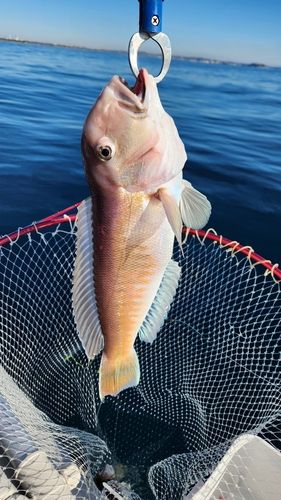 シロアマダイの釣果