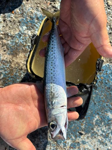 サバの釣果
