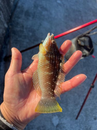 ホシササノハベラの釣果