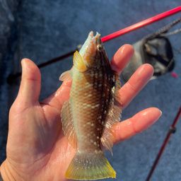 ホシササノハベラ