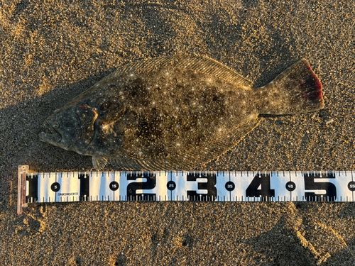 ヒラメの釣果
