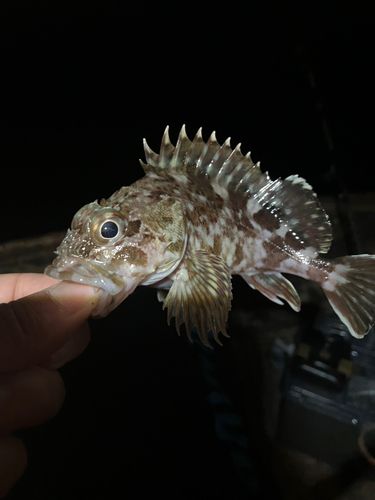 泉佐野食品コンビナート