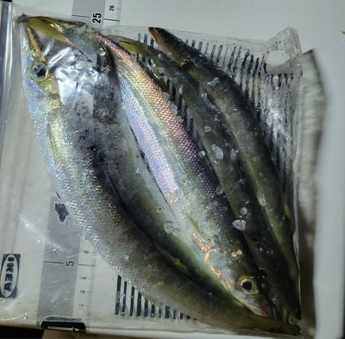 カマスの釣果