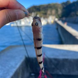 リュウグウハゼ