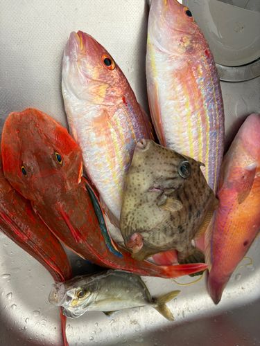 イトヨリダイの釣果