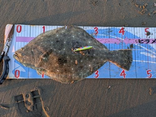 ヒラメの釣果