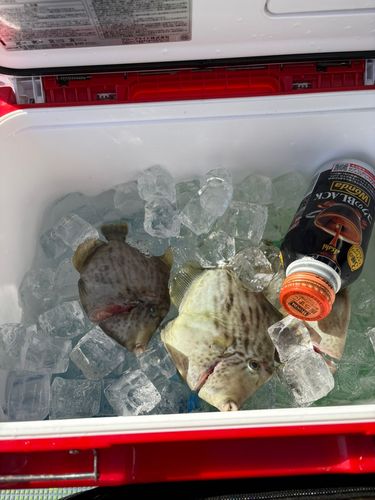 カワハギの釣果