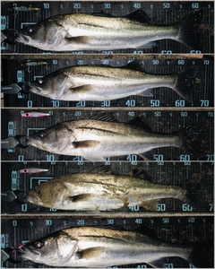 シーバスの釣果