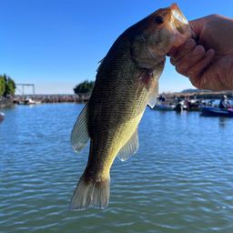 ラージマウスバス