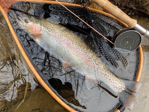 ニジマスの釣果