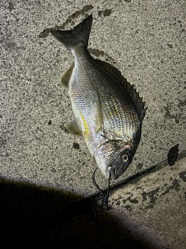 ヘダイの釣果
