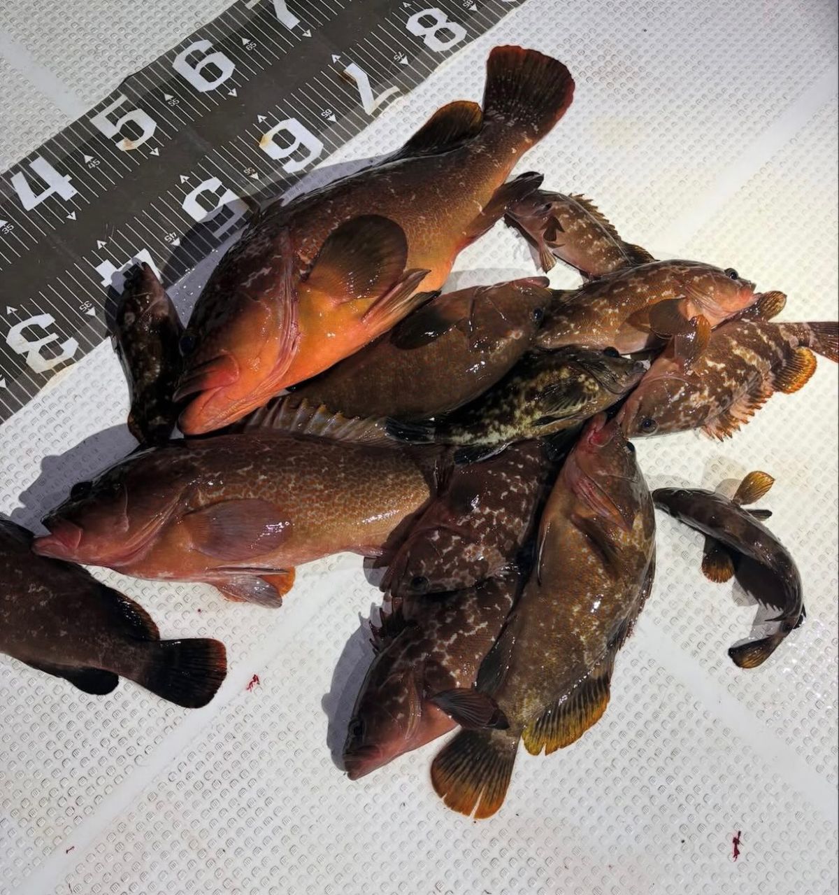 REDstyleさんの釣果 1枚目の画像