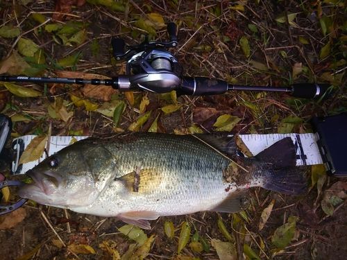 ブラックバスの釣果