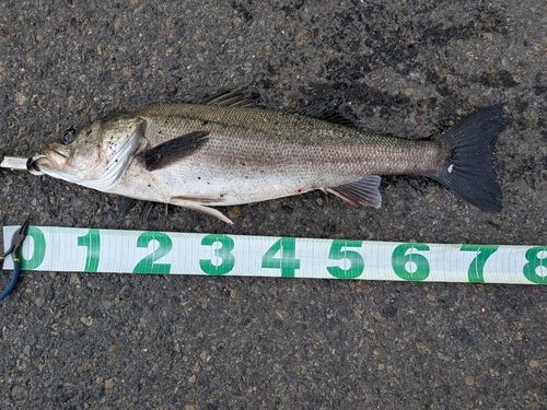 シーバスの釣果