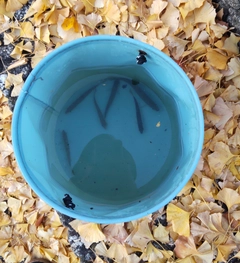 オイカワの釣果