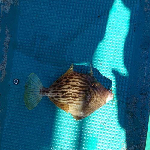 カワハギの釣果