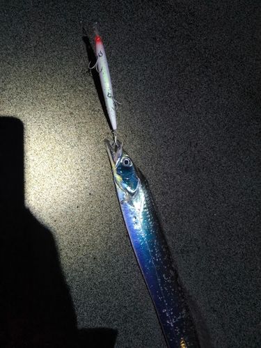 タチウオの釣果