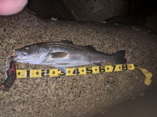 輪島崎釣いかだ組合