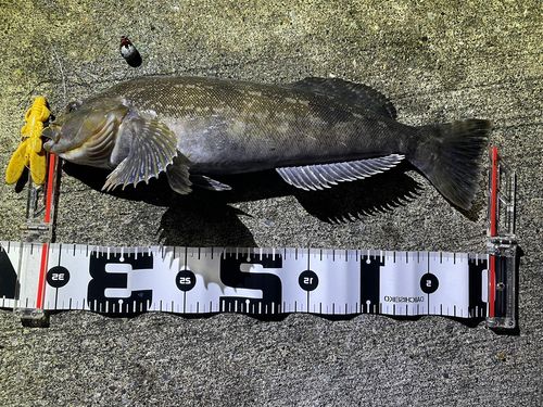 アイナメの釣果