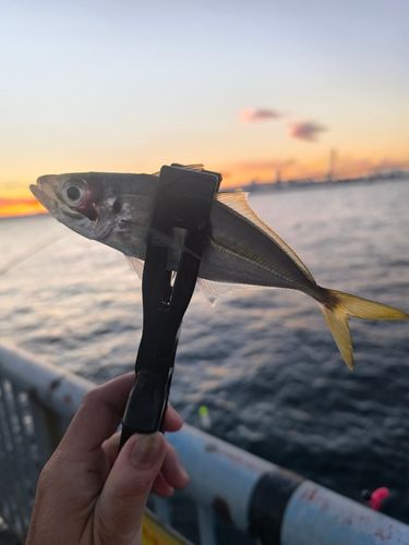 東京湾（アクアライン〜富津）
