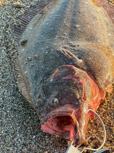 ヒラメの釣果