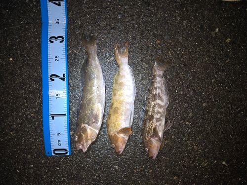 アイナメの釣果