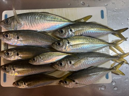 アジの釣果